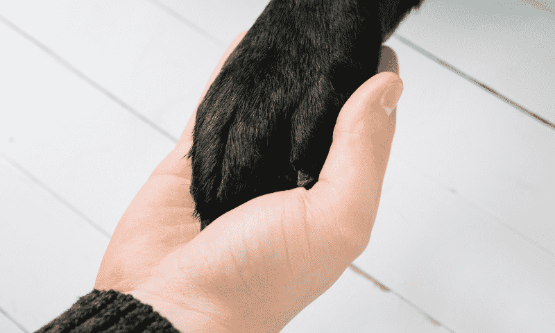 dog paw on womans hand
