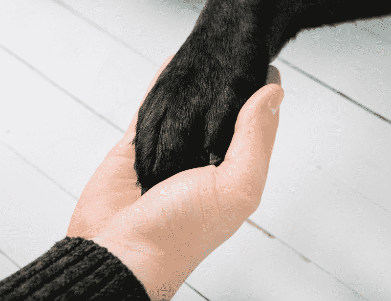 dog paw on womans hand